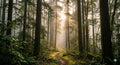 Serene Forest Trees Art Download