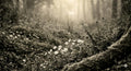 Serene Forest Art Mixed Download